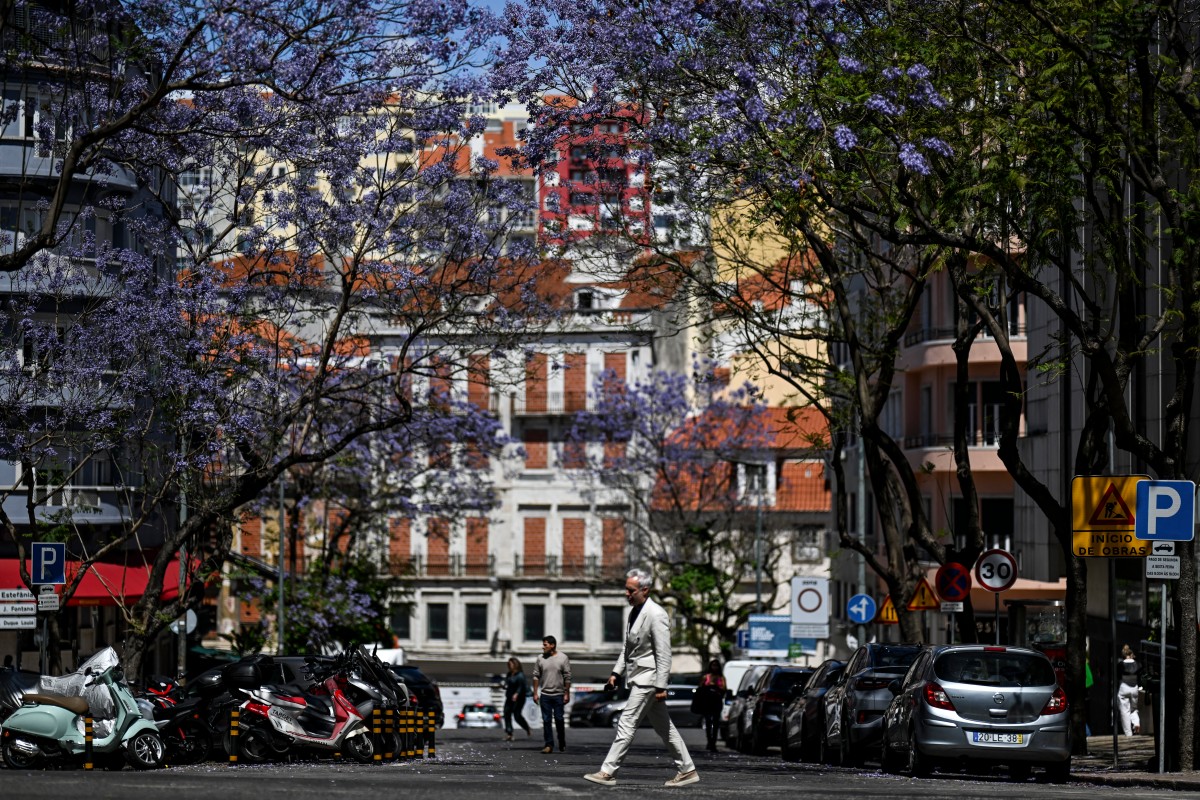 بالصور- لشبونة الزاخرة بأشجار الجاكاراندا تكتسي بالأزرق والبنفسجي كل ربيع